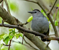 Gray Catbird, 16 May 2019, Mansfield, Tolland Co.