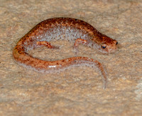 Four-toed Salamander, September 2021, Mansfield, Tolland Co