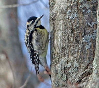 Yellow-bellied Sapsucker (black capped female),  16 Mar 2017, Mansfield, Tolland