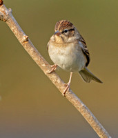 Chipping Sparrow, 23 September 2020, Mansfield, Tolland Co.
