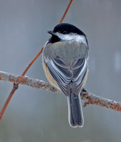 Black-capped Chickadee, 21 December 2020, Mansfield, Tolland co