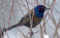 Common Grackle, 9 January 2022, Mansfield, Tolland, Co