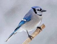 Blue Jay, 9 January 2022, Mansfield, Tolland Co.