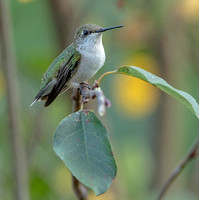 Ruby-throated Hummingbird, Part 2, 3o August 2021, Mansfield, Tolland Co.