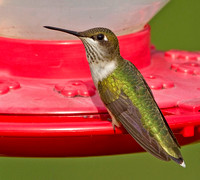 Ruby-throated Hummingbird, 14 August 2012, Mansfield, Tolland Co.