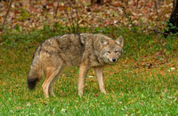 Eastern Coyote, 2 November 2018, Mansfield, Tolland Co.
