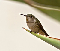Anna's Hummingbird, 20 November 2011, Bonita, CA