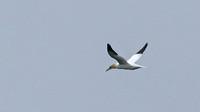 Northern Gannet From Shore, 9 April 2016, Madison, New Haven Co.