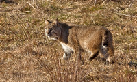 Bobcat, 15 January 2012, Lebanon, New London Co.