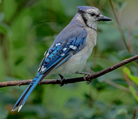 Blue Jay, 11 July 2021, Mansfield, Tolland co.