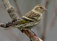 Pine Siskin, 16 October 2020, Mansfield, Tolland Co.