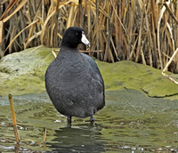 American Coot, 19 March 2014, Stratford, Fairfield Co.