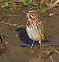 Song Sparrow, 1 November 2012, Mansfield, Tolland Co.