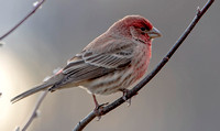 House Finch, 17 November 2021, Mansfield, Tolland Co.