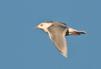 Iceland Gull, 20 January 2013, Madison, New Haven Co