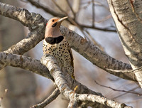 Northern "Yellow-shafted" Flicker, 27 April, Mansfield, Tolland Co.