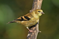 American Goldfinch, 18 October 2014, Mansfield, Tolland Co.