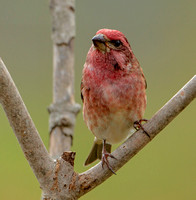 Purple Finch, 11 October 2020, Mansfield, Tolland Co.