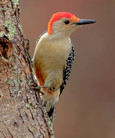 Red=bellied Woodpecker, 15 November 2022, Mansfield, Tolland Co