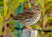 Savannah Sparrow, 28 September 2022, Mansfield, Tolland Co