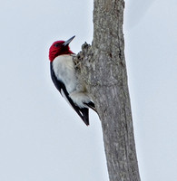 Red-headed Woodpecker (record shots), 13 February 2021, Salem, New London Co.