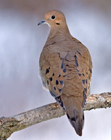 Mourning Dove, 1 January 2013, Mansfield, Tolland Co.