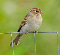 Chipping Sparrow, 29 September 2020, Mansfield, Tolland Co