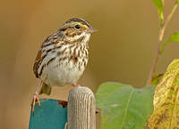 Savannah Sparrow, 25 October 2019, Mansfield, Tolland Co