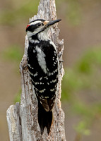 Hairy Woodpecker, 3 May 2021, Mansfield, Tolland Co