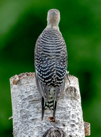 Red-bellied Woodpecker, 8 July 2022, Mansfield, Tolland Co.