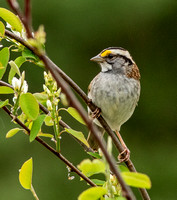 White-throated Sparrow, 13 May 2022, Mansfield, Tolland Co.