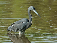 Tricolored X Little Blue Heron, 7 July 2014, Madison, New Haven Co