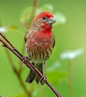House Finch, 1 July 2019, Mansfield, Tolland Co