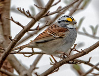 White-throated Sparrow, 11 April 2021, Mansfield, Tolland Co.