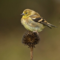American Goldfinch, 19 October 2014, Mansfield, Tolland Co.