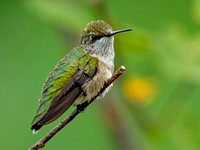 Ruby-throated Hummingbird, part 2, 1 September 2020, Mansfield, Tolland Co.