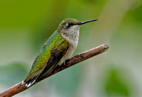 Ruby-throated Hummingbird, 22 July 2021, Mansfield, Tolland Co.