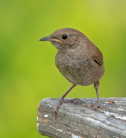 House Wren, 13 August 2022, Mansfield, Tolland Co