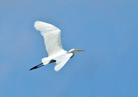 Egrets in Flight ( Snowy and Great), 7 September 2014, Madison, New Haven Co.