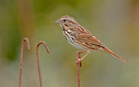 Song Sparrow, 7 October 2021, Mansfield, Tolland Co.