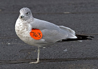 Ring-billed Gull ( wing-tagged in MA.) 2 December 2012, North Windham, Windham Co.