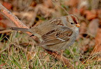 White-crowned Sparrow, 15 January 2023, Lyme, New London Co.