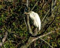 Great White Heron, 1 October 2020, Cos Cob, Fairfield Co.