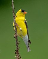 American Goldfinch, 17 July 2021, Mansfield, Tolland Co.