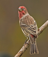 House Finch with eye disease, 31 October 2014, Mansfield, Tolland Co.