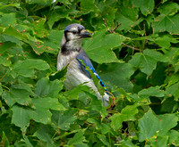 Blue Jay, 22 July 2021, Mansfield, Tolland Co.