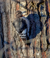 Red-headed Woodpecker, 23 December 2020, Tolland, Tolland Co.