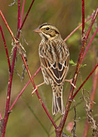 Savannah Sparrow, 2 October 2012, Mansfield, Tolland Co.
