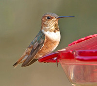 Allen's Hummingbird, 10 November 2012, Great Barrington, MA