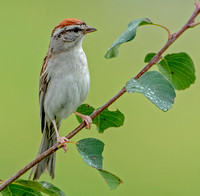 Chipping Sparrow, 22 July 2021, Mansfield, Tolland Co.